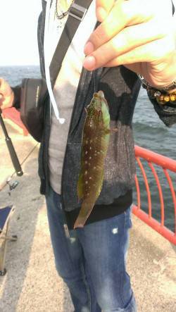 平磯海づり公園　胴突き＆ちょい投げでガシラ…