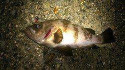 藻場に浮いた活性の高いメバルがターゲット〜須磨でのメバリング