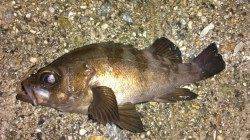 藻場に浮いた活性の高いメバルがターゲット〜須磨でのメバリング