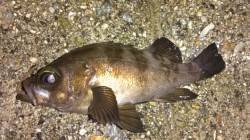 藻場に浮いた活性の高いメバルがターゲット〜…