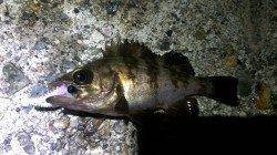 須磨メバリング メバル凪で小型がポンポンと釣れた後神戸で久しぶりのアジ♪