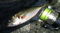 須磨メバリング メバル凪で小型がポンポンと釣れた後神戸で久しぶりのアジ♪