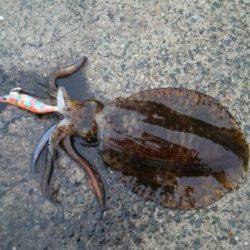 田ノ浦漁港でエギング〜雨の中頑張ってアオリイカ2ハイ♪