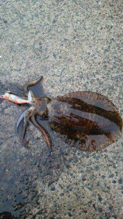 田ノ浦漁港でエギング〜雨の中頑張ってアオリイカ2ハイ♪