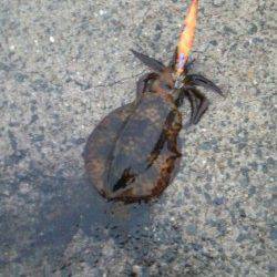 田ノ浦漁港でエギング〜雨の中頑張ってアオリイカ2ハイ♪