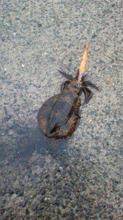 田ノ浦漁港でエギング〜雨の中頑張ってアオリイカ2ハイ♪