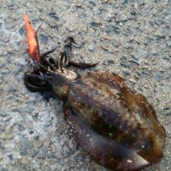 田ノ浦漁港 エギングでアオリイカ〜なかなかいいサイズが出ません・・・