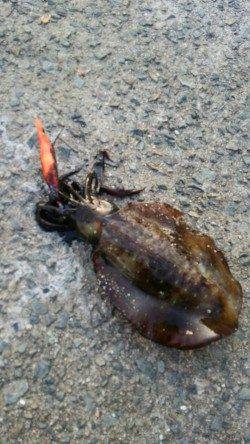 田ノ浦漁港 エギングでアオリイカ〜なかなかいいサイズが出ません・・・