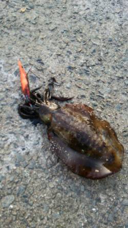 田ノ浦漁港 エギングでアオリイカ〜なかなか…