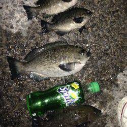 芦屋浜でグレ釣り〜電気ウキが海中にひきづり込まました