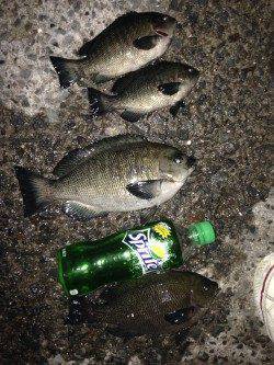 芦屋浜でグレ釣り〜電気ウキが海中にひきづり込まました