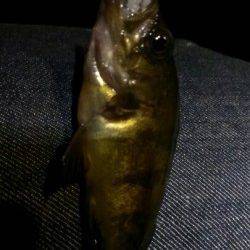 豆アジ求め長田漁港へ〜小さいメバルの猛攻でした