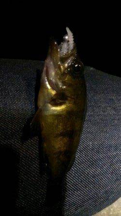 豆アジ求め長田漁港へ〜小さいメバルの猛攻でした