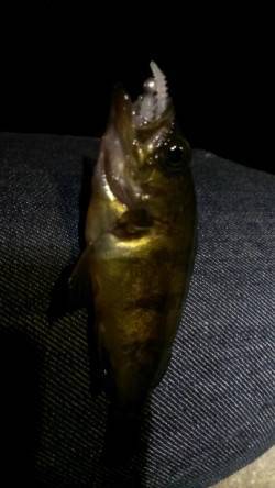 豆アジ求め長田漁港へ〜小さいメバルの猛攻で…