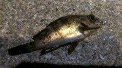 豆アジ求め長田漁港へ〜小さいメバルの猛攻でした