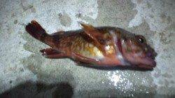 須磨にてサビキ仕掛けでメバル狙い〜ガシラの釣果でした