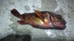 須磨にてサビキ仕掛けでメバル狙い〜ガシラの…