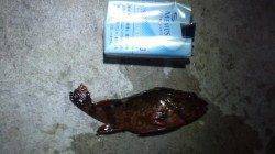 須磨にてサビキ仕掛けでメバル狙い〜ガシラの釣果でした