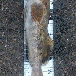 兵突サビキ＆投げ好釣果〜カタクチイワシ・ママカリにポン級アイナメ