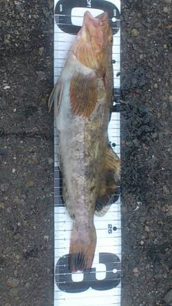 兵突サビキ＆投げ好釣果〜カタクチイワシ・マ…