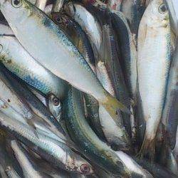 兵突サビキ＆投げ好釣果〜カタクチイワシ・ママカリにポン級アイナメ