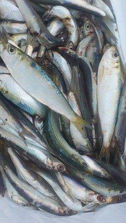 兵突サビキ＆投げ好釣果〜カタクチイワシ・ママカリにポン級アイナメ