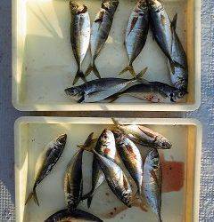 沖一文字白灯　サビキで30cm弱の良型アジ