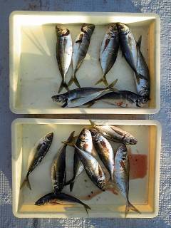 沖一文字白灯　サビキで30cm弱の良型アジ