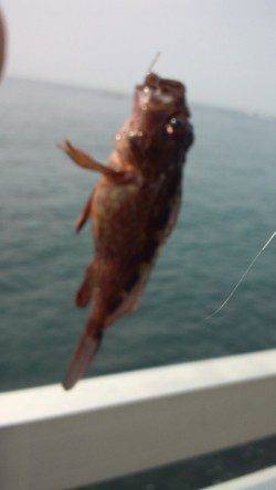 新浜漁港 シラサのウキ釣りもミニガシラのみ