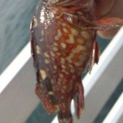 新浜漁港 シラサのウキ釣りもミニガシラのみ