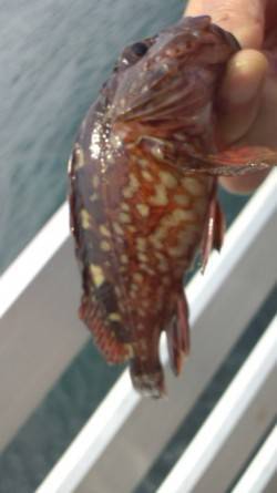 新浜漁港 シラサのウキ釣りもミニガシラのみ…