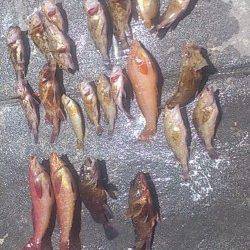 新浜漁港 探り釣りでガシラ&アイナメの釣果