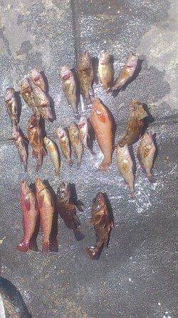 新浜漁港 探り釣りでガシラ&アイナメの釣果