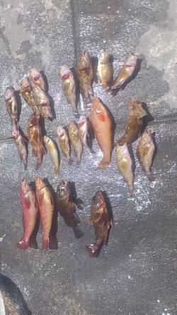 新浜漁港　探り釣りでガシラ＆アイナメの釣果…