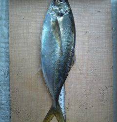 沖一文字白灯、サビキでいい型のアジが釣れています