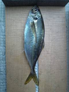 沖一文字白灯、サビキでいい型のアジが釣れています