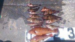 新浜漁港での投げ釣り＆探り釣りの釣果