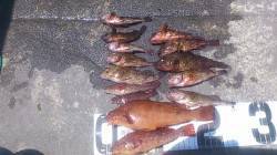 新浜漁港での投げ釣り＆探り釣りの釣果