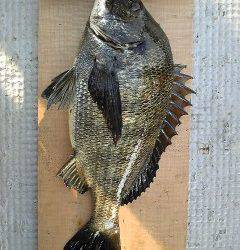 沖一文字北、落とし込みでもチヌ釣れています