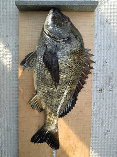 沖一文字北、落とし込みでもチヌ釣れています…