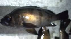 長田港アカイソメのウキ釣りでのメバル釣果