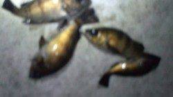 長田港アカイソメのウキ釣りでのメバル釣果