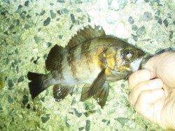 舞子周辺でメバリング〜メバル・シーバス