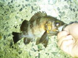 舞子周辺でメバリング〜メバル・シーバス