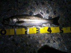 舞子周辺でメバリング〜メバル・シーバス