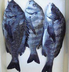 沖一文字チヌ釣果　良型が釣れています