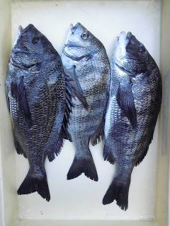 沖一文字チヌ釣果　良型が釣れています