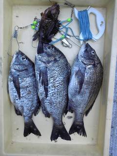 沖一文字チヌ釣果　良型が釣れています