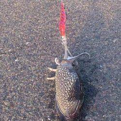 灘浜にて30分だけエギング〜今年最初のコウイカをゲット