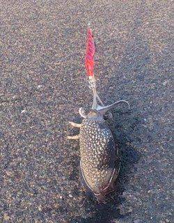 灘浜にて30分だけエギング〜今年最初のコウイカをゲット